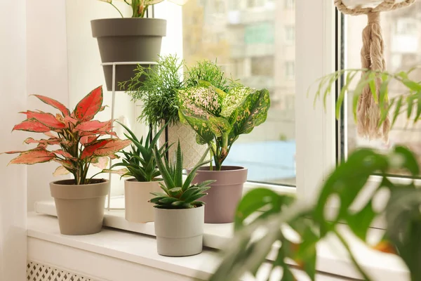 Різні Красиві Кімнатні Рослини Підвіконні Приміщенні Дизайн Інтер Єру — стокове фото