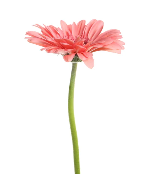 Hermosa Flor Gerberas Rosa Aislada Blanco — Foto de Stock