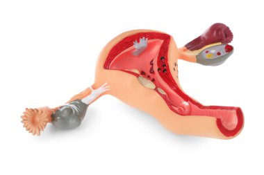 Kadın üreme sisteminin beyaza izole edilmiş modeli. Jinekolojik bakım