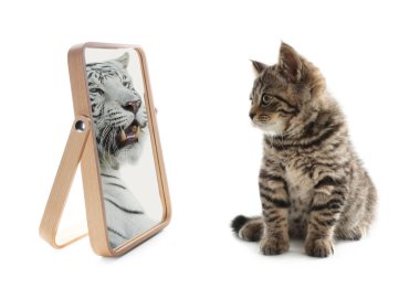 Tatlı kedi, beyaz arka plandaki aynanın yansımasına kaplan gibi bakıyor.