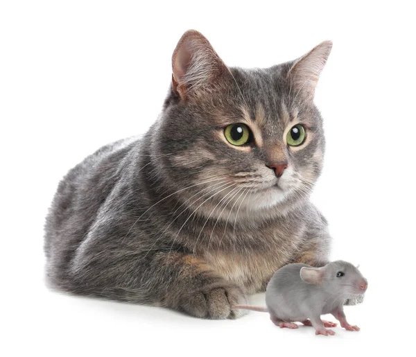 Cute Tabby Cat Rat White Background — Stock Photo, Image