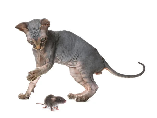 Sphynx Cat Rat White Background — Stock Photo, Image