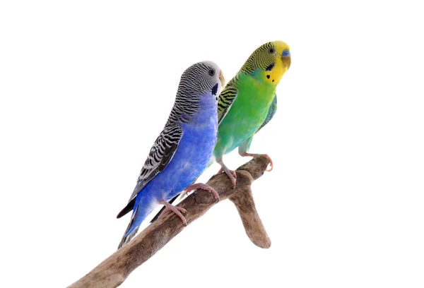 Två Vackra Papegojor Upphöjda Gren Mot Vit Bakgrund Exotiska Sällskapsdjur — Stockfoto
