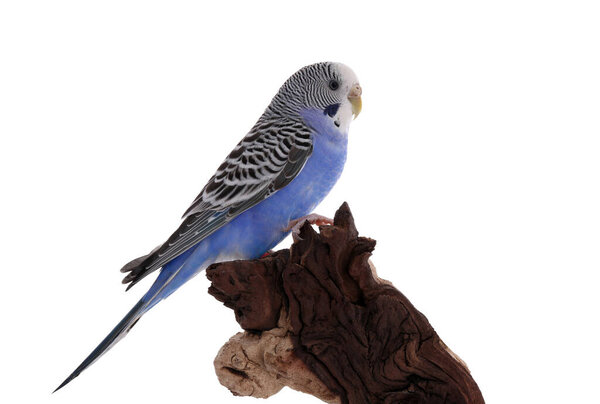 Beautiful parrot perched on wood against white background. Exotic pet