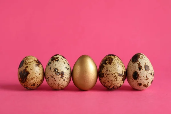 Pembe Arka Planda Altın Sıradan Bıldırcın Yumurtaları — Stok fotoğraf