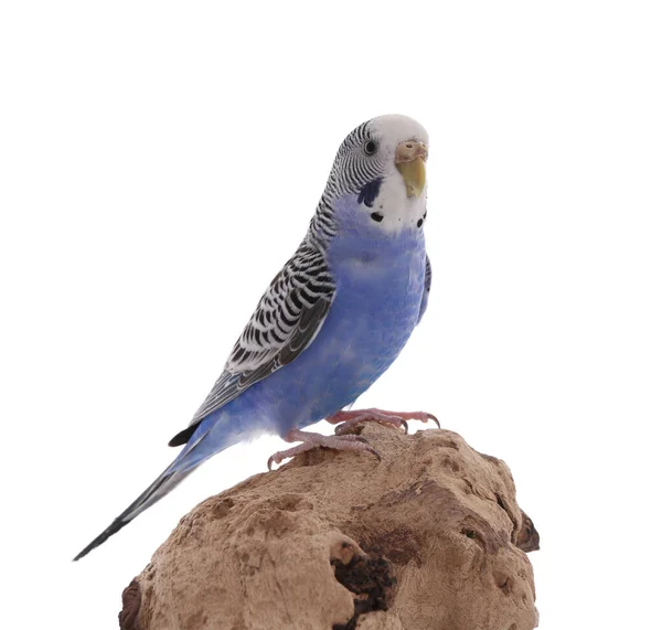Beautiful Parrot Perched Wood White Background Exotic Pet — Stock Photo, Image