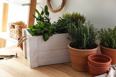 İçerideki ahşap masada farklı aromatik saksılar var.