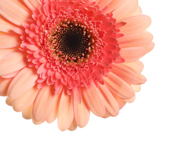 白い背景に美しいピンクのガーベラの花 クローズアップ — ストック写真