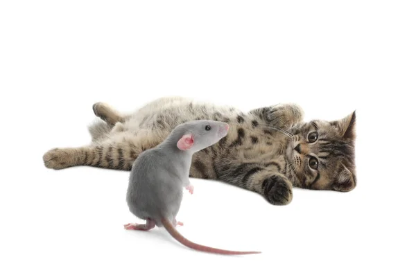 Schattig Tabby Kitten Grijze Rat Witte Achtergrond — Stockfoto