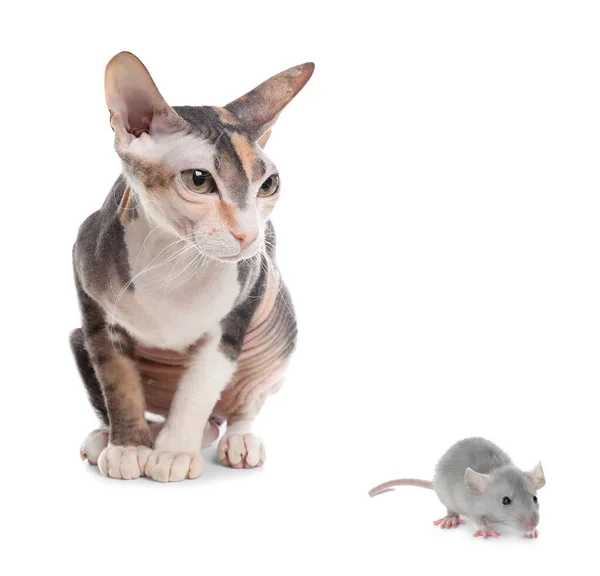 Sphynx Cat Rat White Background — Stock Photo, Image