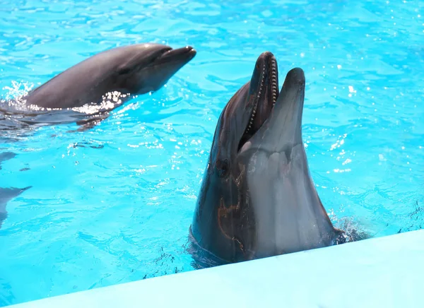 Les Dauphins Dans Piscine Parc Des Mammifères Marins — Photo