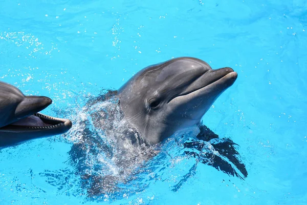 Дельфіни Плавають Басейні Морському Ссавців — стокове фото