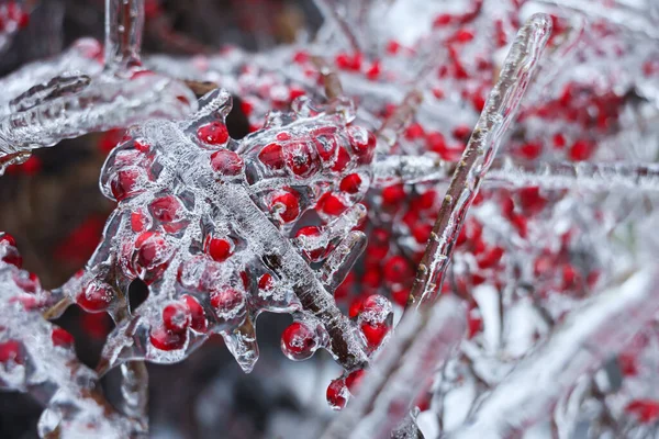 Boom Met Rode Bessen Ijs Glazuur Buiten Winterdag Close — Stockfoto