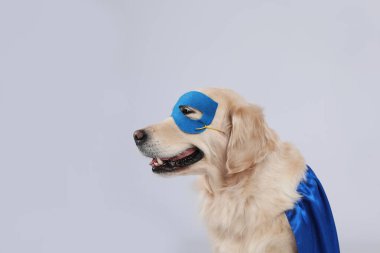 Mavi süper kahraman pelerinli sevimli köpek ve açık gri arka planda maske