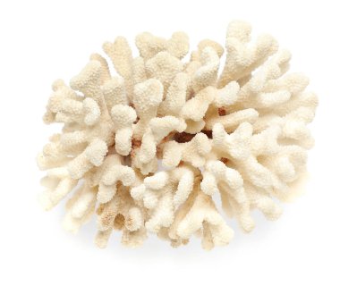 Güzel egzotik deniz mercanı beyaza izole edilmiş, üst manzara