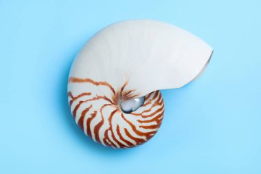 Açık mavi arkaplanda Nautilus kabuğu, üst görünüm