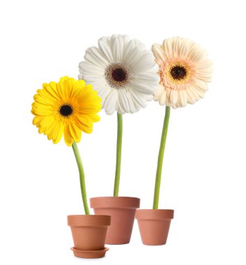 Beyaz arka planda saksılarda çiçek açan renkli Gerbera çiçekleri.