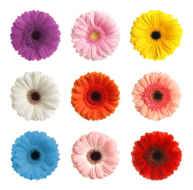Beyaz arka planda farklı güzel Gerbera çiçekleriyle ayarlanmış