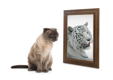 Tatlı kedi, beyaz arka plandaki aynanın yansımasına kaplan gibi bakıyor.