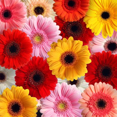 Arka plan olarak bir sürü güzel Gerbera çiçeği