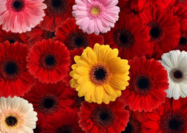 Arka plan olarak bir sürü güzel Gerbera çiçeği
