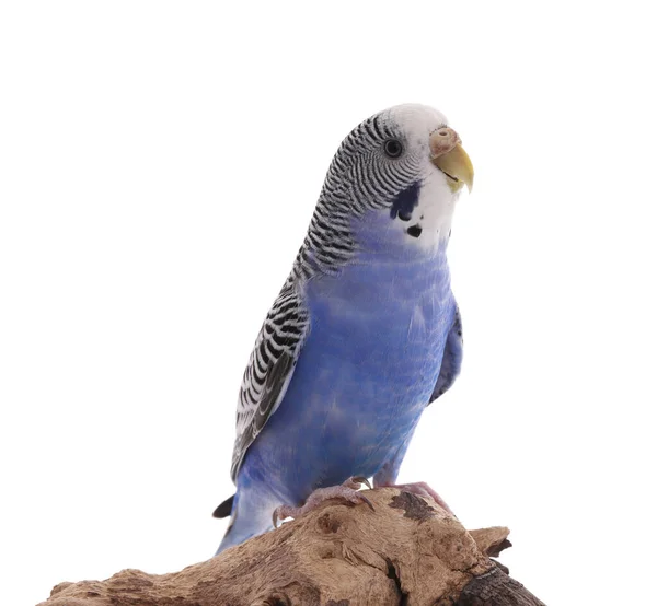 Güzel Papağan Tahtaya Tünemiş Beyaz Arka Planda Egzotik Hayvan — Stok fotoğraf