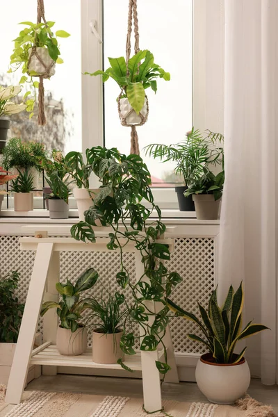 Acogedor Interior Habitación Con Diferentes Plantas Interior Hermosas Cerca Ventana — Foto de Stock