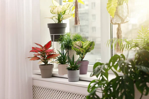 Красивые Домашние Растения Подоконнике Помещении Дизайн Интерьера — стоковое фото