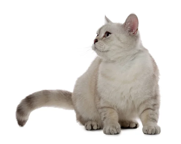 可爱的英国短毛猫猫在白色背景 — 图库照片