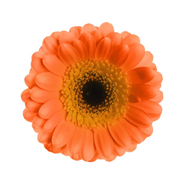 Piękny Pomarańczowy Gerbera Kwiat Białym Tle — Zdjęcie stockowe
