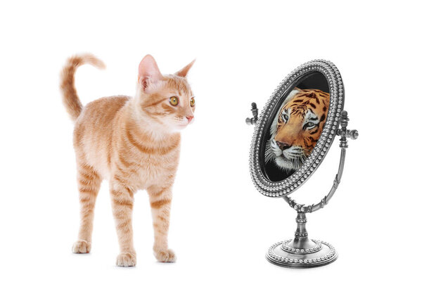 Cute cat looks like tiger into reflection of mirror on white background