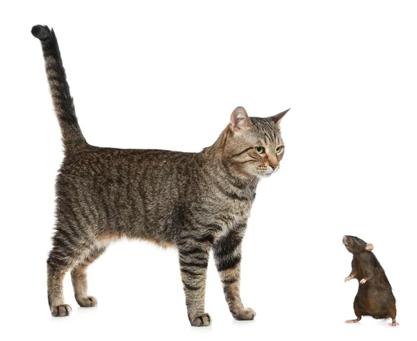 Cute Tabby Cat Rat White Background — Stock Photo, Image