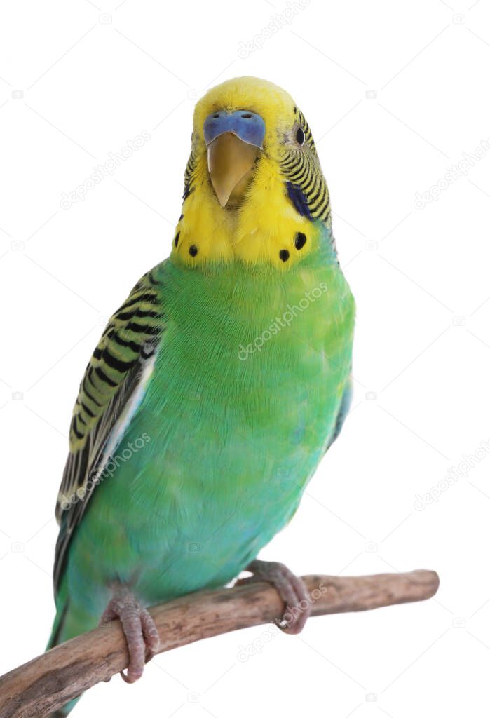 Beautiful parrot perched on branch against white background. Exotic pet