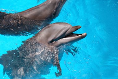 Deniz memelileri parkında havuzda yüzen yunuslar.