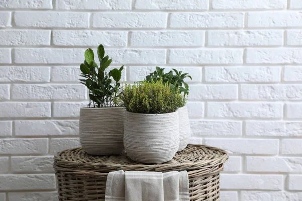 Différentes Herbes Aromatiques Pot Sur Panier Osier Près Mur Briques — Photo