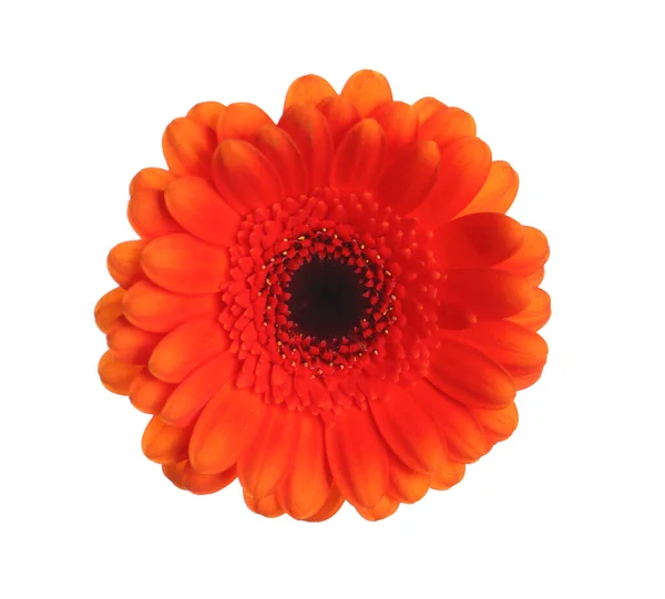 Krásná Oranžová Gerbera Květiny Izolované Bílém — Stock fotografie