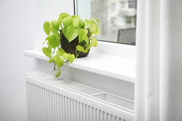 Hermosa Planta Interior Alféizar Ventana Radiador Moderno Casa Sistema Calefacción —  Fotos de Stock