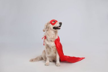 Kırmızı süper kahraman pelerinli sevimli köpek ve açık gri arka planda maske