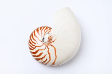 Beyaz arkaplanda Nautilus kabuğu, üst görünüm