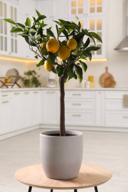 Mutfaktaki küçük masada olgun meyveli limon ağacı.