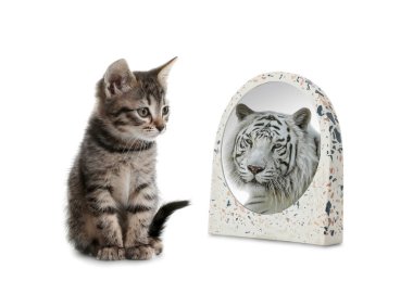 Tatlı kedi, beyaz arka plandaki aynanın yansımasına kaplan gibi bakıyor.