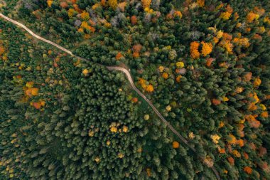 Güzel sonbahar ormanlarındaki kırsal yol manzarası
