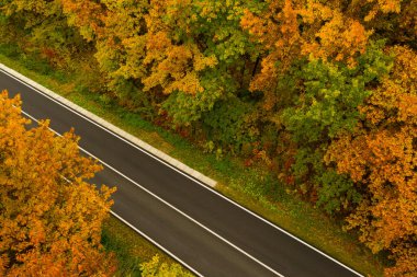 Güzel sonbahar ormanlarında yol manzarası