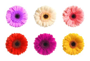Beyaz arka planda farklı güzel Gerbera çiçekleriyle ayarlanmış