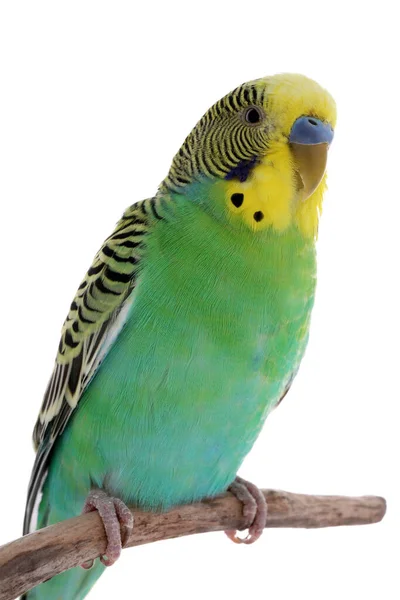 Krásný Papoušek Usazený Větvi Bílém Pozadí Exotický Mazlíček — Stock fotografie