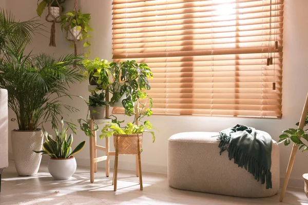 スタイリッシュな家具や窓の近くの美しい観葉植物と居心地の良い部屋のインテリア — ストック写真