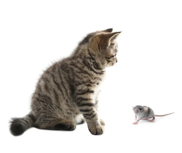 Schattig Tabby Kitten Rat Witte Achtergrond — Stockfoto