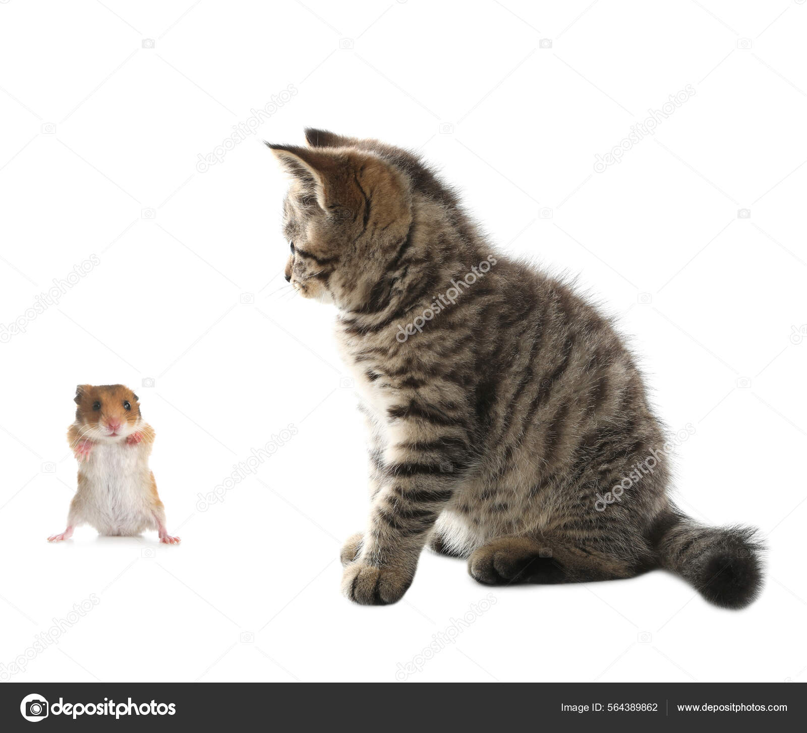 plak geduldig Australische persoon Schattig Tabby Kitten Hamster Witte Achtergrond ⬇ Stockfoto, rechtenvrije  foto door © NewAfrica #564389862