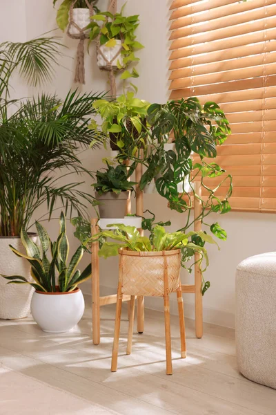 窓の近くに異なる美しい観葉植物と居心地の良い部屋のインテリア — ストック写真