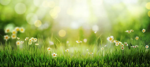 Gyönyörű Virágzó Kamillák Zöld Mezőn Napsütéses Napon Bokeh Hatás Bannertervezés — Stock Fotó